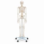 Transparent Human Skeleton Tall 85cm